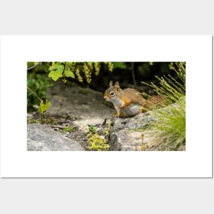 Red Squirrel Posters and Art